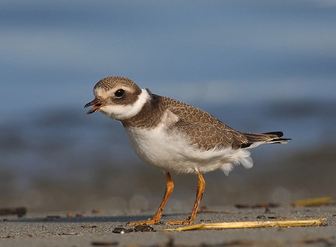 際是什么意思-开云体育入口